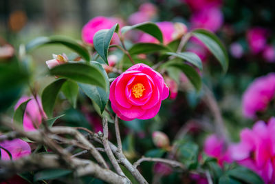 Close-up of red flowering plant