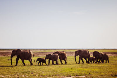 Horses grazing on field against clear sky