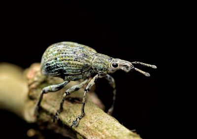 Close-up of butterfly over black background