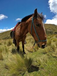 Horse standing on field against sky