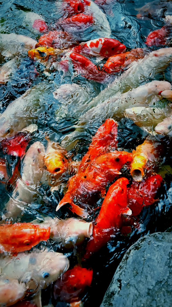 koi, water, koi carp, carp, swimming, animal, large group of animals, animal wildlife, animal themes, wildlife, group of animals, fish, no people, high angle view, nature, school of fish, lake, underwater, day, multi colored, sea life, marine, outdoors