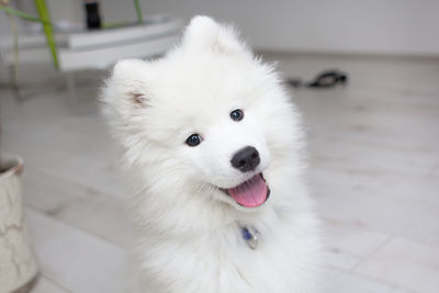 High angle view of dog looking away