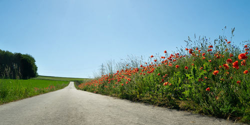 Scenic view of flowering plants by road against sky