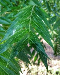 Close-up of plant leaves