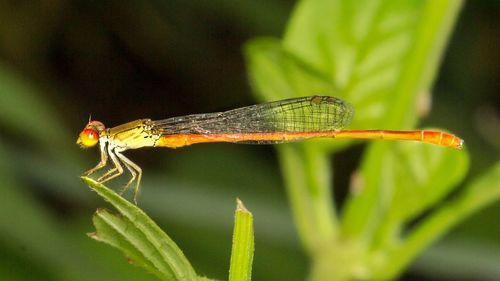 Close-up of dragonfly on leaf