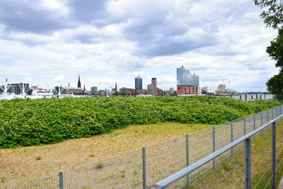 Plants growing by buildings against sky in city