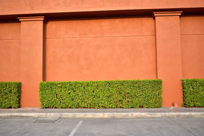 Plants growing against wall in yard