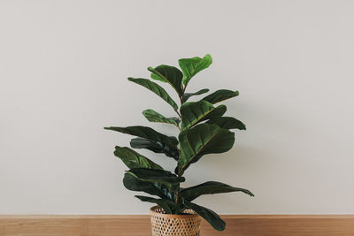 Close-up of potted plant on table against wall