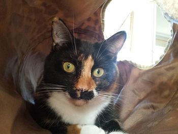 Close-up portrait of cat relaxing at home