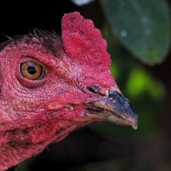 Close-up of a bird