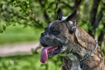 Close-up of a dog looking away