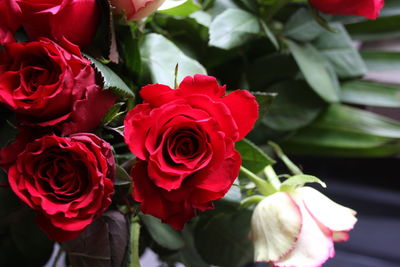 Close-up of red roses