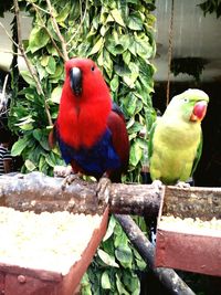 View of parrot perching on tree