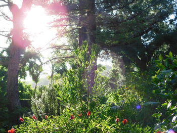 Trees in forest