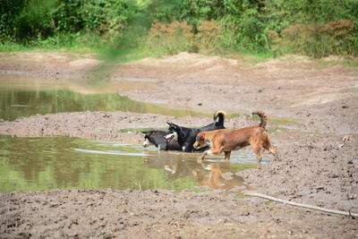 Horses in a lake