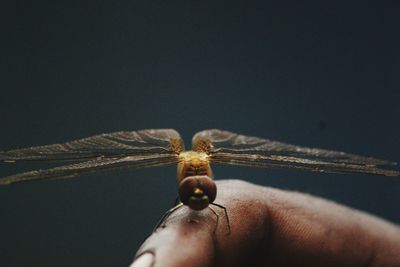 Close-up of man holding insect against black background