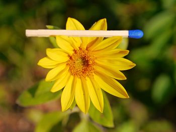 Close-up of insect on yellow flower