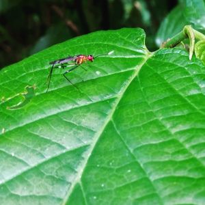 Close-up of insect on leaf