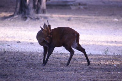 Deer standing on field