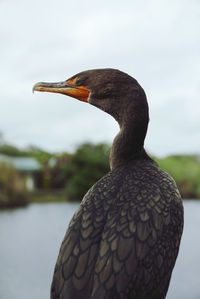 Close-up of a bird