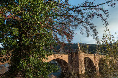 Trees with bridge in background