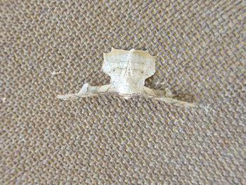 High angle view of a lizard