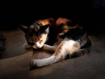 Cat sleeping on floor