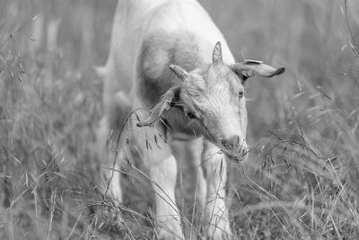 Close-up of dog on field