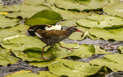 Close-up of bird perching on leaves in lake