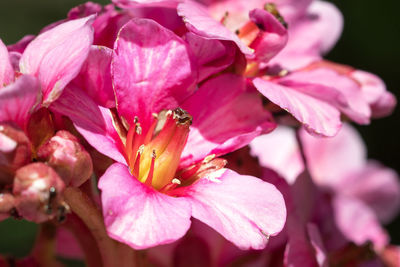 Close-up of pink cherry blossoms