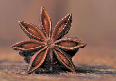 Close-up of dry leaf on table