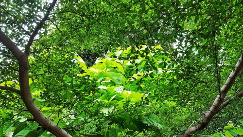 Low angle view of green leaves on tree