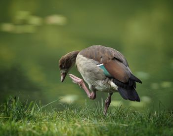 Goose preening on grassy field