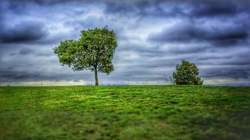 Tree on field against storm clouds