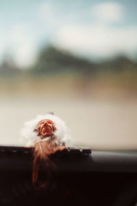 Close-up of horse in car