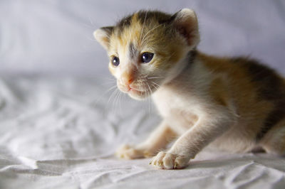 Close-up of cat looking away