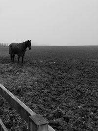 Horse standing in a field