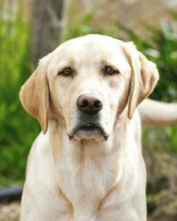 Close-up portrait of labrador retriever