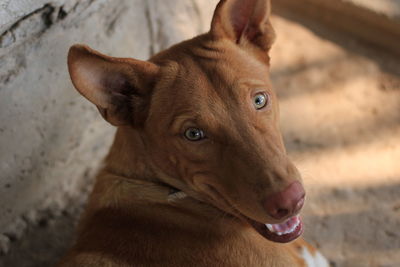 Close-up portrait of dog