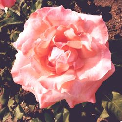 Close-up of pink rose blooming outdoors