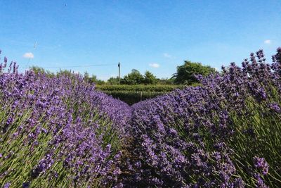 Purple flowering plants on field against blue sky