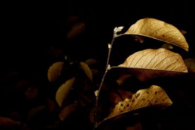 Close-up of leaves against black background