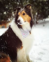 Dog looking away in snow on land