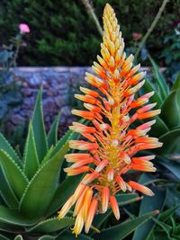 Close-up of orange flower blooming outdoors