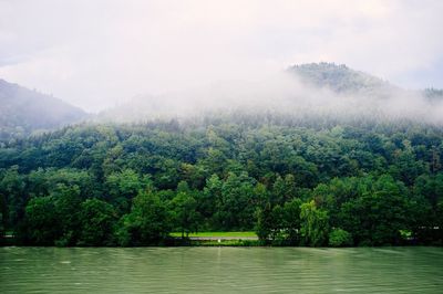 Scenic view of lake in forest