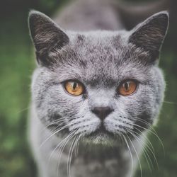 Close-up portrait of a cat