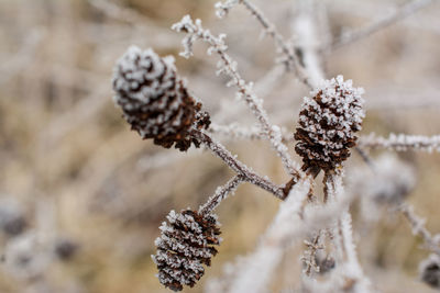 Close-up of frozen pine cone during winter