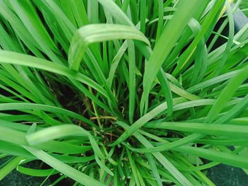 Full frame shot of plants growing on field