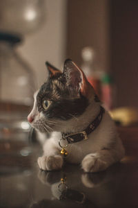 Close-up of a cat looking away
