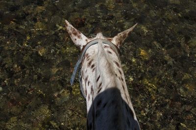 High angle view of horse over water